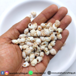 Miniature Sea Shells