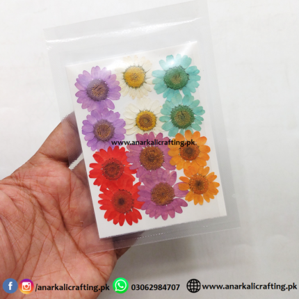Pressed Daisy Flowers (6 Color, 12 pcs)